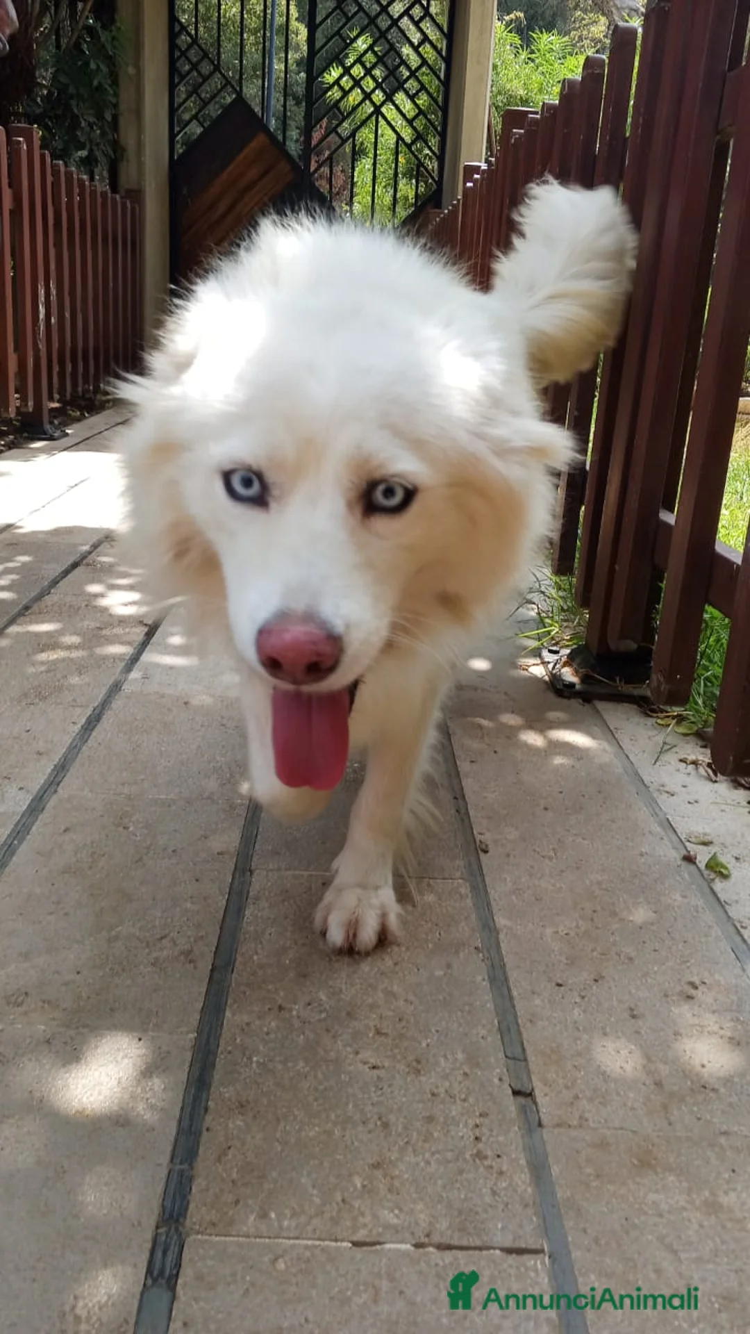 Pastore Svizzero cani in regalo: Splendida simil Husky e Pastore Svizzero - VICKY - Annuncio 12