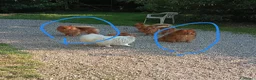 Spitz cani in vendita: Spitz Tedesco piccolo volpino  - Annuncio 4