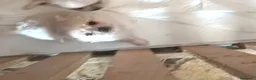 Chihuahua cani in vendita: Chiuauha avi Campioni internazionali  - Annuncio 18