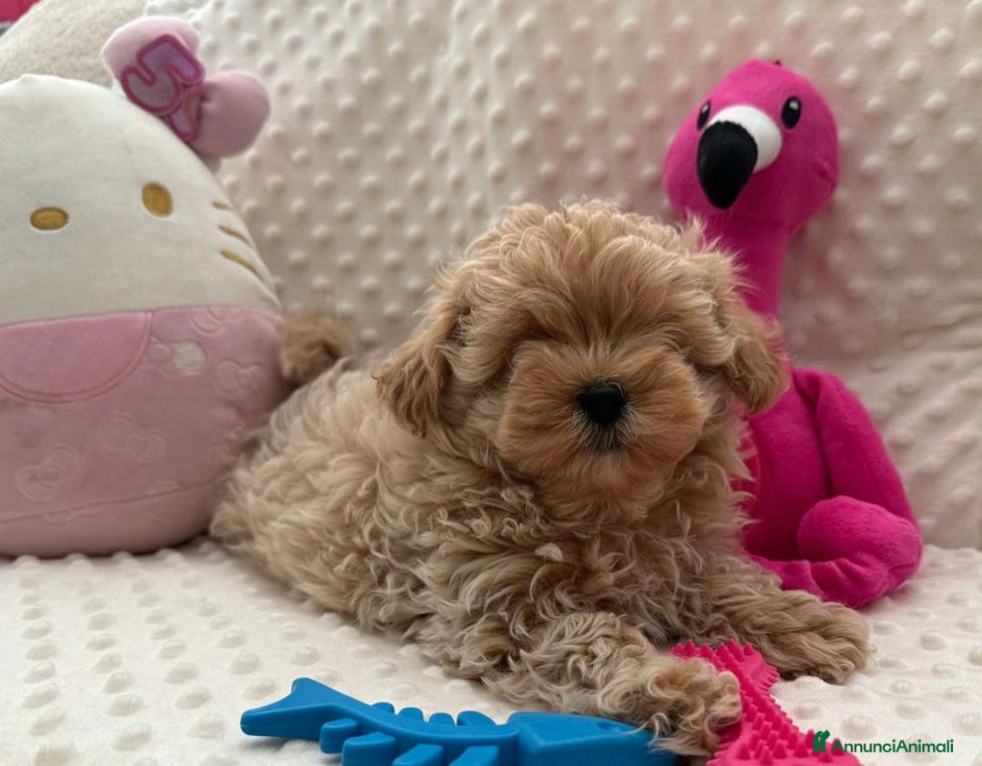 Meticcio cani in vendita: Bellissimi Maltipoo Mini F1 - Annuncio 17