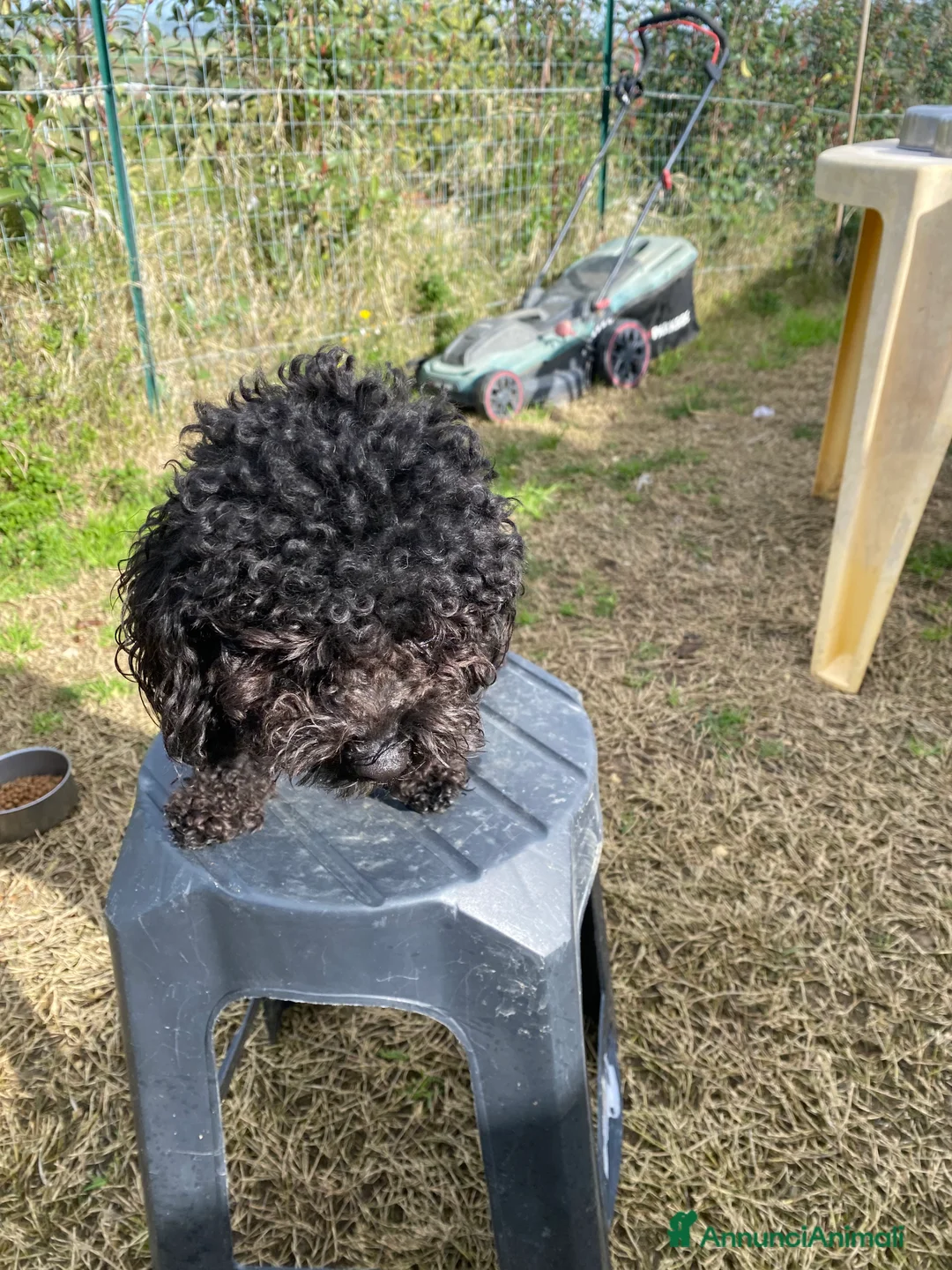 Barboncino Toy cani per accoppiamento: Barboncino Toy  - Annuncio 7