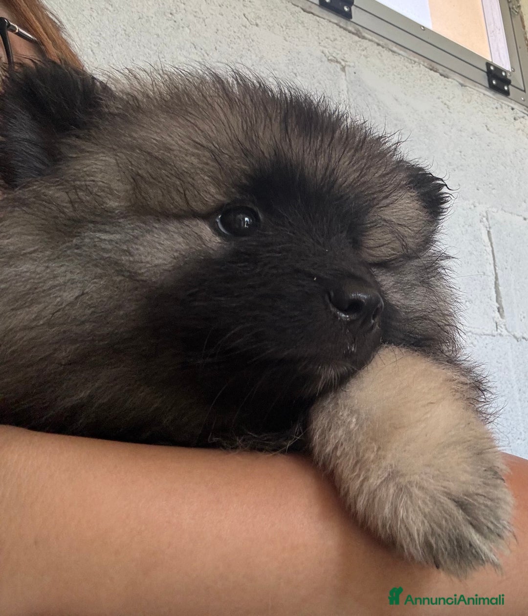 Wolfspitz cani in vendita: Cuccioli Wolfspitz/Keeshond a Provincia di Como - Immagine 5