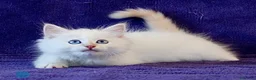 Siberiano gatti in vendita: Cuccioli ipoallergenici di gatto siberiano a Provincia di Pisa - Annuncio 3
