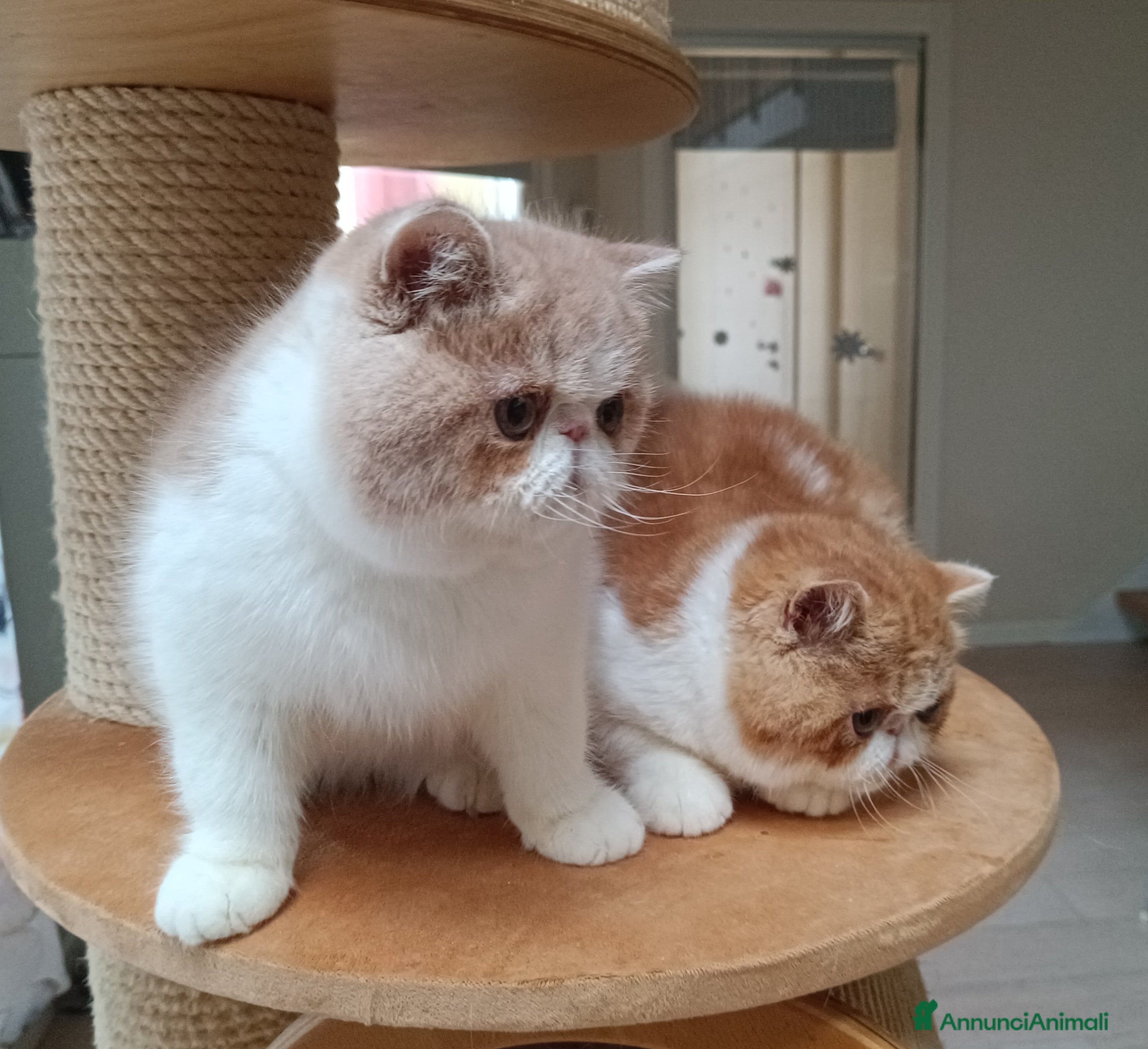 Exotic Shorthair gatti Cuccioli di razza Exotic Shorthair  - Annuncio 2