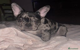 Bulldog Francese cani in vendita: Bulldog francese  a Città Metropolitana di Napoli - Immagine 1