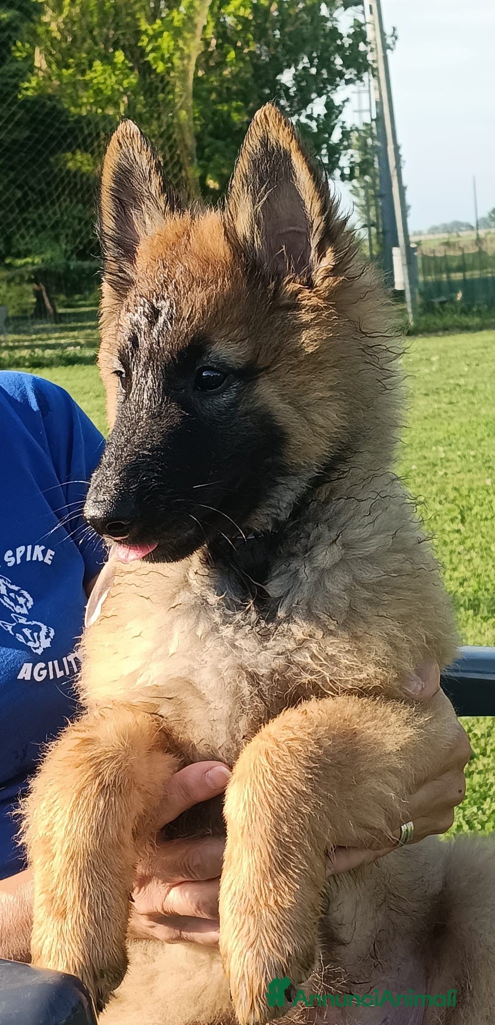 Pastore Belga cani Cucciolo di pastore belga, di due mesi mezzo  - Annuncio 1