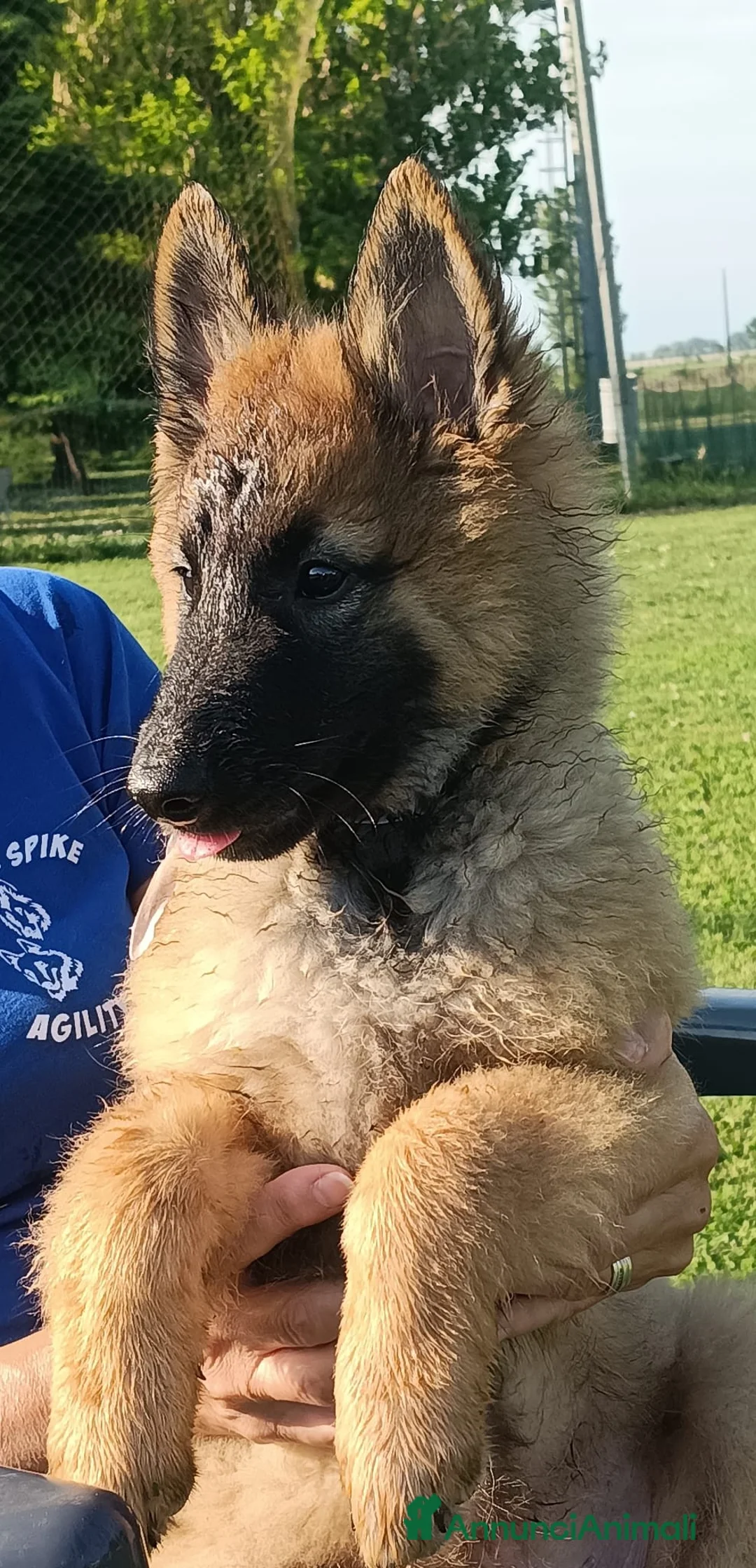 Pastore Belga cani in vendita: Cucciolo di pastore belga, di due mesi mezzo  - Annuncio 1