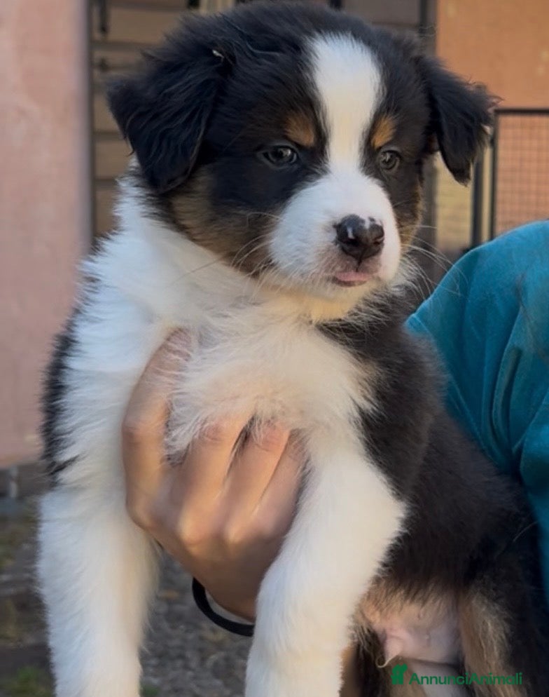 Australian Shepherd cani Cuccioli Australian Shepherd - Annuncio 3