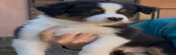 Australian Shepherd cani in vendita: Cuccioli Australian Shepherd - Annuncio 1
