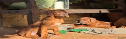 Rhodesian Ridgeback cani in vendita: Rhodesian Ridgeback  - Annuncio 3