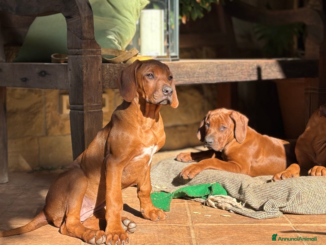 Rhodesian Ridgeback cani in vendita: Rhodesian Ridgeback  - Annuncio 3