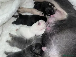 Bulldog Francese cani Ultimi 3 Sugar Bulldog🍰 - Annuncio 1