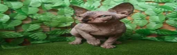 Sphynx gatti in vendita: Cucciola di Canadian Sphynx - Annuncio 9