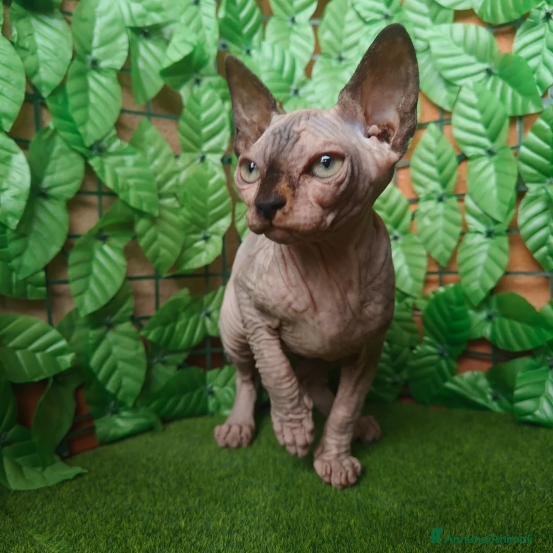 Sphynx gatti in vendita: Cucciola di Canadian Sphynx - Annuncio 9
