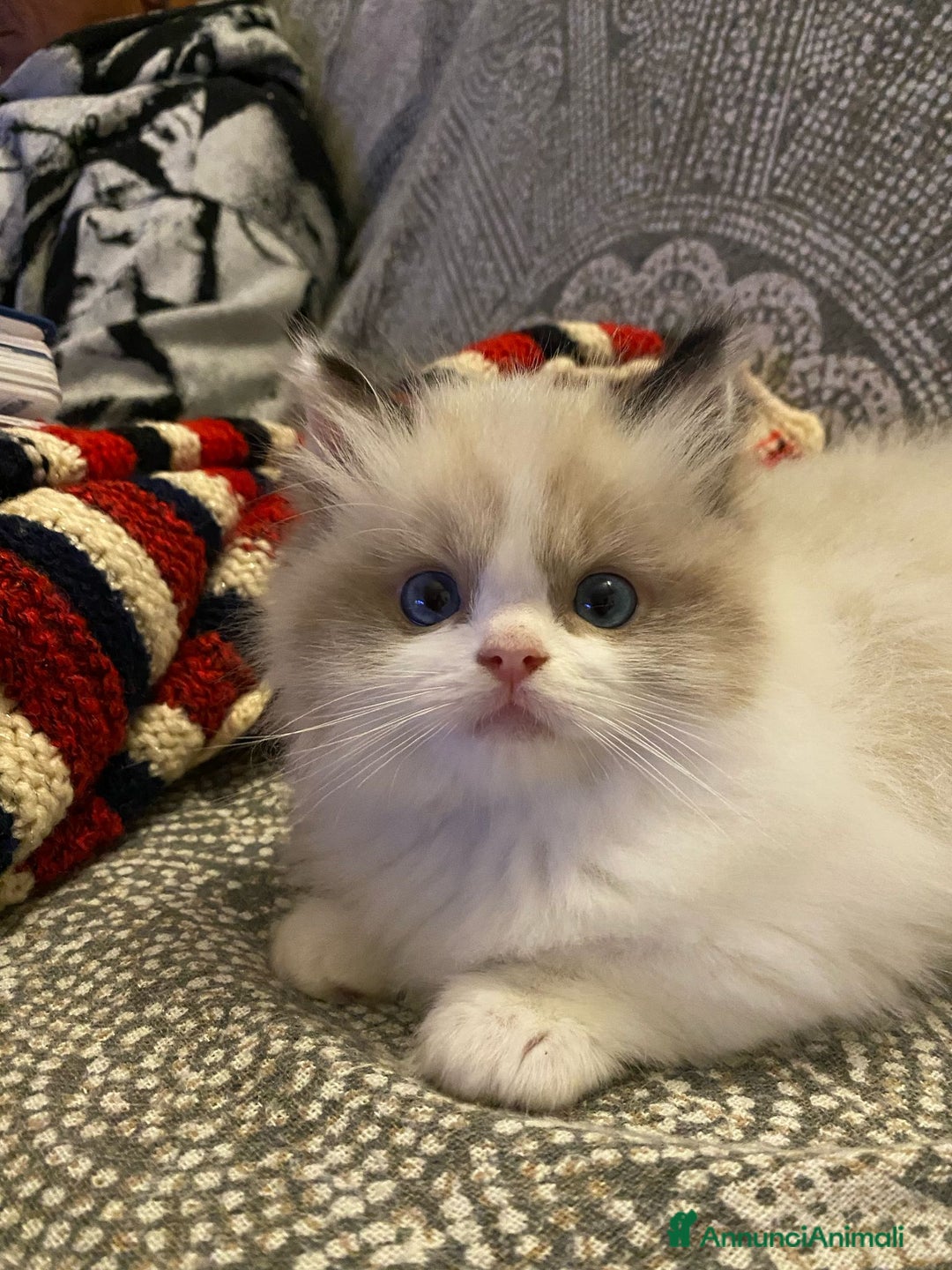 Ragdoll gatti in vendita: Bellissimi cuccioli Ragdoll  a Provincia di Bergamo - Annuncio 2