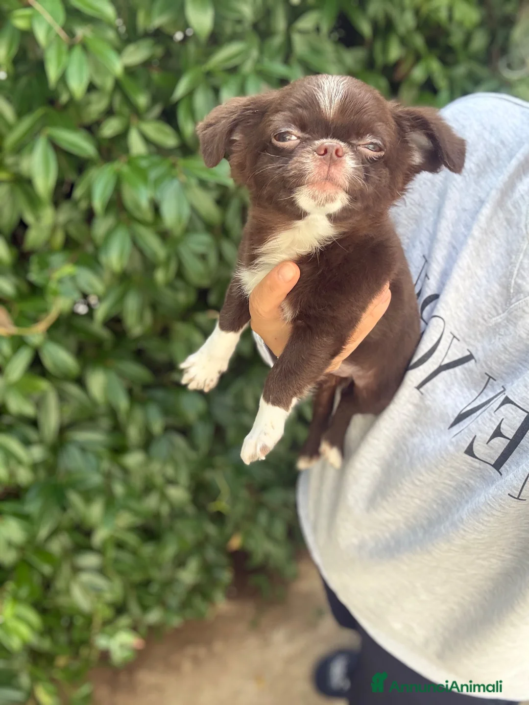 Chihuahua cani in vendita: Chihuahua cioccolato  - Annuncio 1