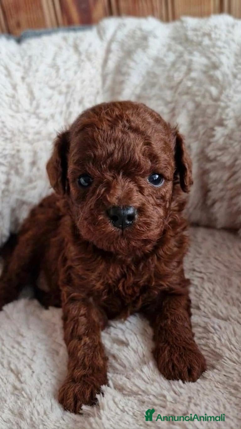 Barboncino cani Barboncini red intenso asiatici mini toy  - Annuncio 22