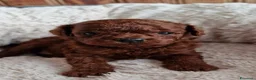 Barboncino cani in vendita: Barboncini red intenso asiatici mini toy  - Annuncio 1