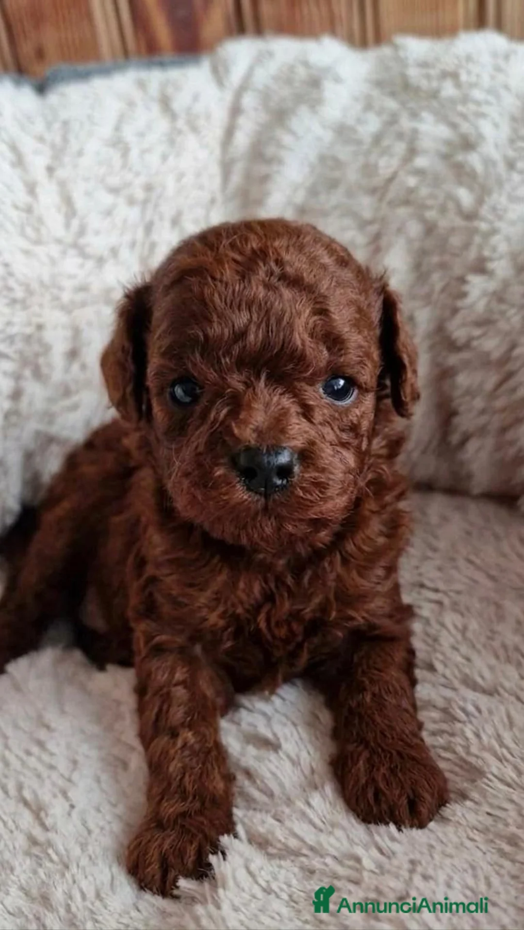 Barboncino cani in vendita: Barboncini red intenso asiatici mini toy  - Annuncio 1
