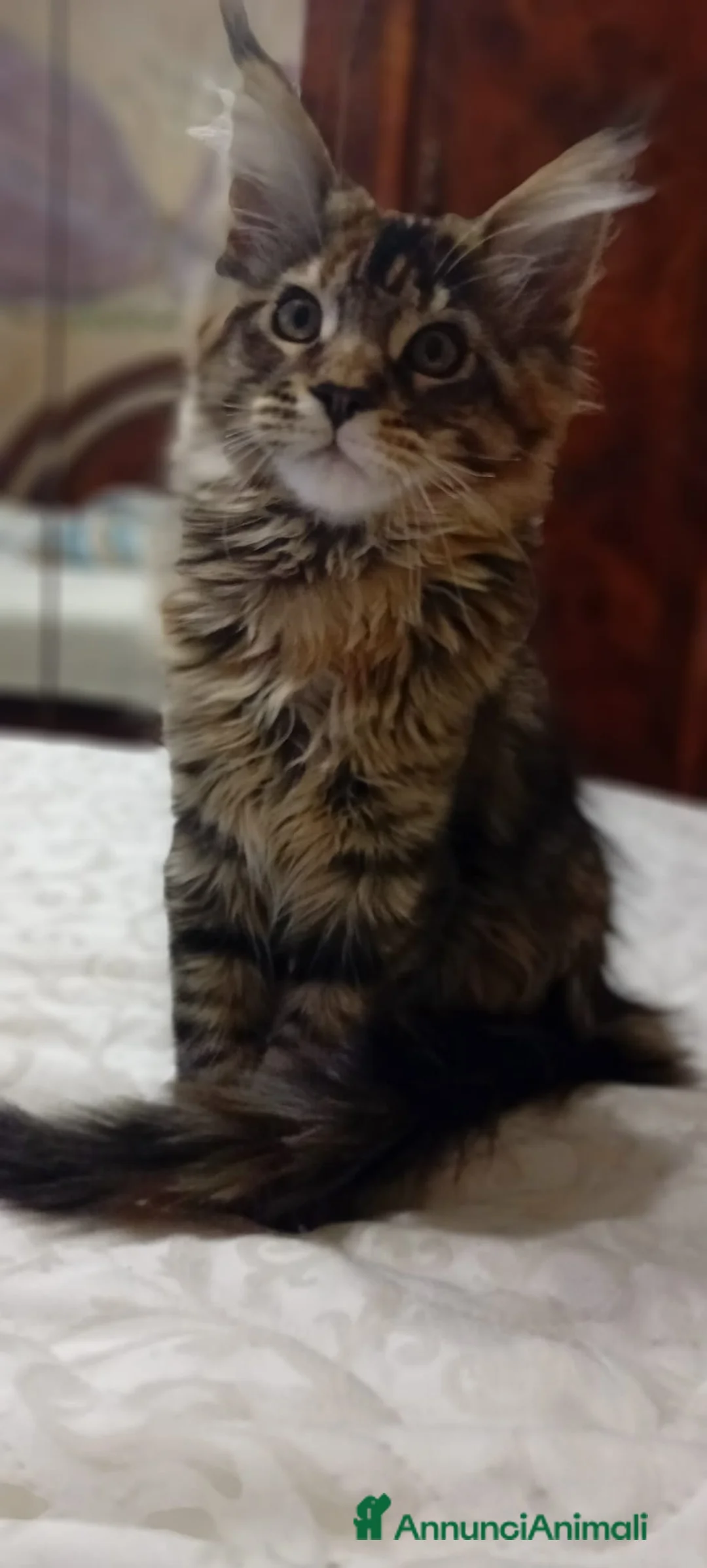 Maine Coon gatti in vendita: MAINE COON a Provincia di Padova - Annuncio 12