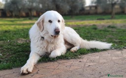 Pastore Maremmano cani in regalo: Thor fiero e maestoso maremmano a Città metropolitana di Roma Capitale - Immagine 6