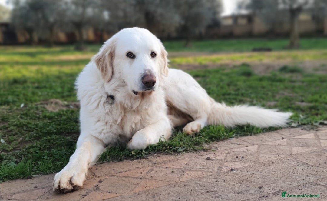 Pastore Maremmano cani in regalo: Thor fiero e maestoso maremmano a Città metropolitana di Roma Capitale - Immagine 6