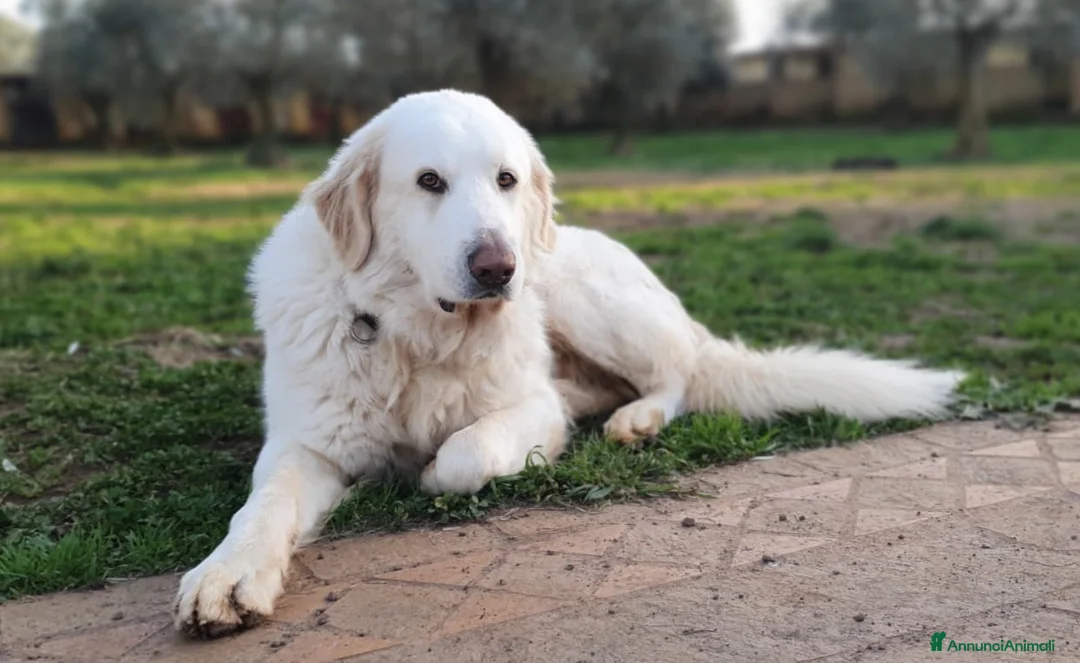 Pastore Maremmano cani in regalo: Thor fiero e maestoso maremmano a Città metropolitana di Roma Capitale - Annuncio 6