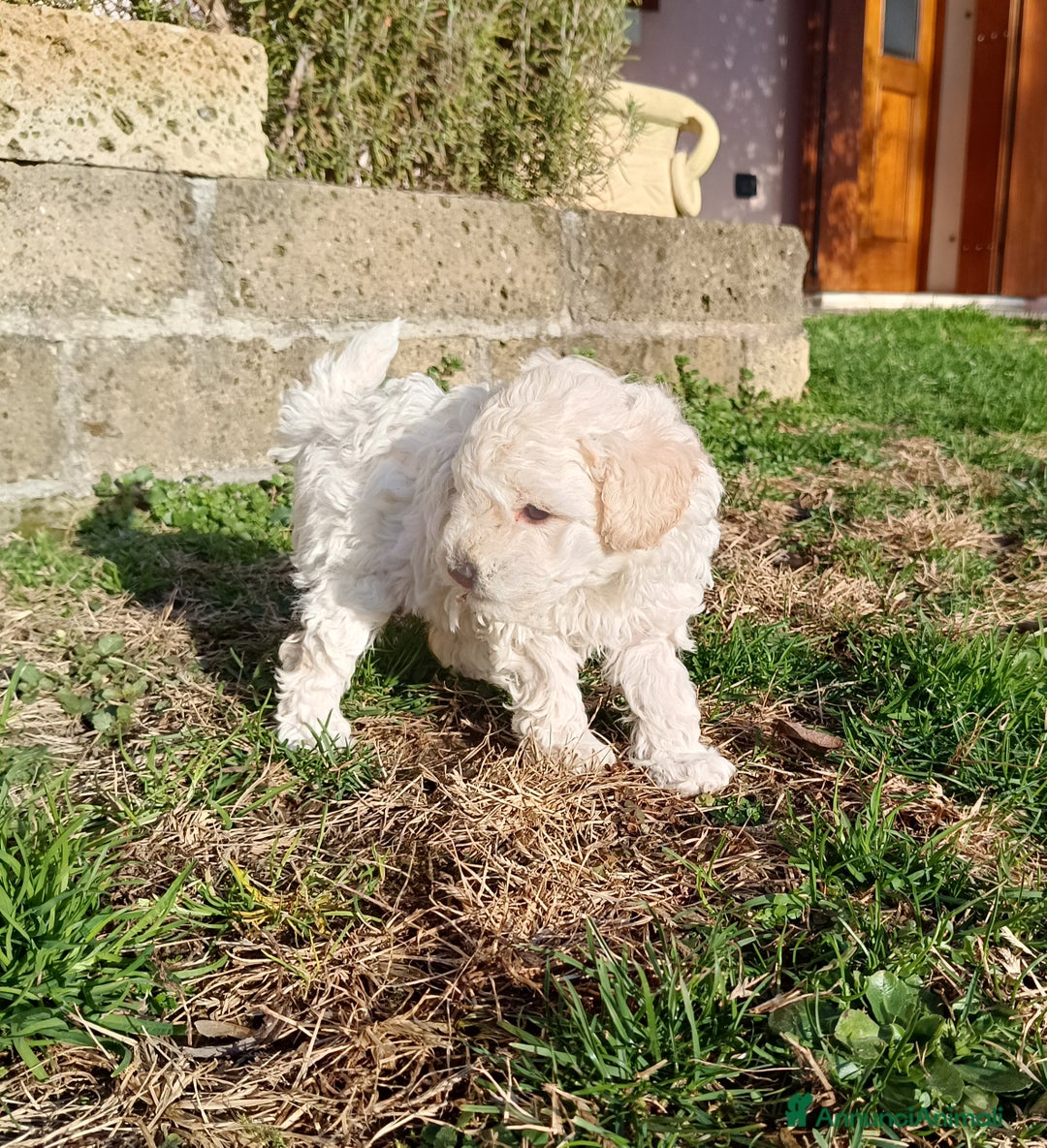 Barbone cani in vendita: Cucciola di barbone - Annuncio 5