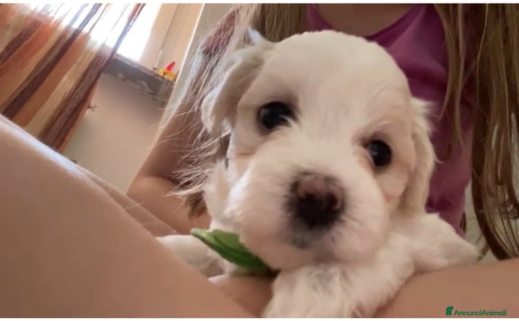 Maltese cani a Provincia di Perugia - Annuncio 2