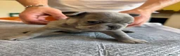 Bulldog Francese cani in vendita: bulldog francese  - Annuncio 30