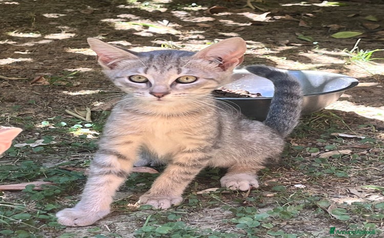 Altre razze gatti a Provincia di Cosenza - Annuncio 6