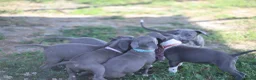 Pitbull cani in vendita: Cuccioli di Pit Bull Blue Nose anche a rate - Annuncio 19