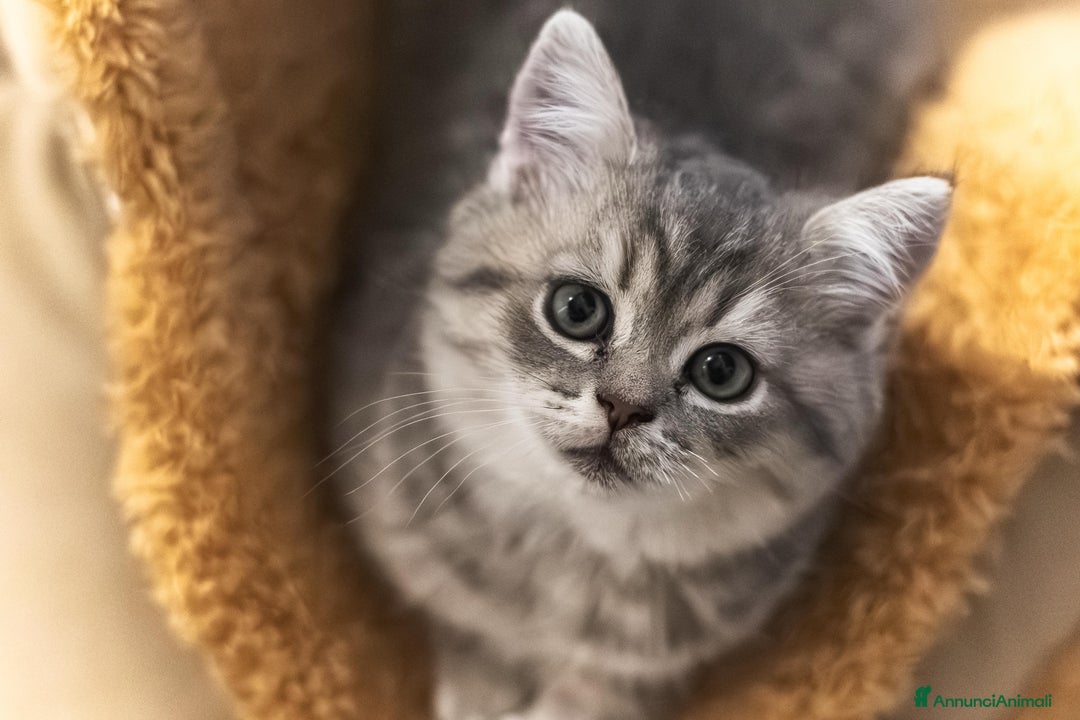 Scottish gatti in vendita: Gattini Scottish fold e straight  - Annuncio 7