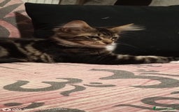 Maine Coon gatti in vendita: Maine coon  a Città metropolitana di Milano - Immagine 3