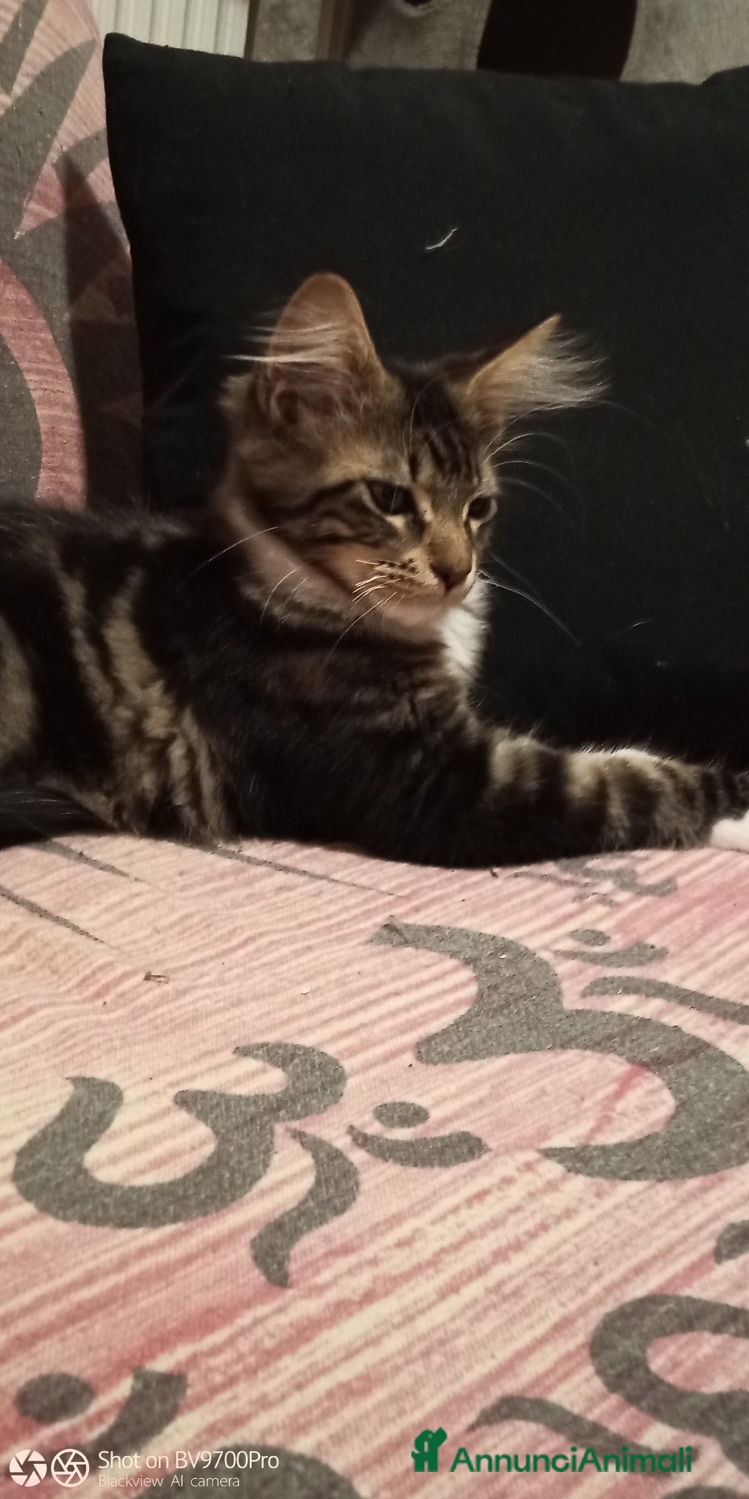 Maine Coon gatti in vendita: Maine coon  a Città metropolitana di Milano - Immagine 3