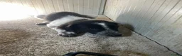 Meticcio cani in regalo: SOS CUCCIOLI a Città Metropolitana di Firenze - Annuncio 9