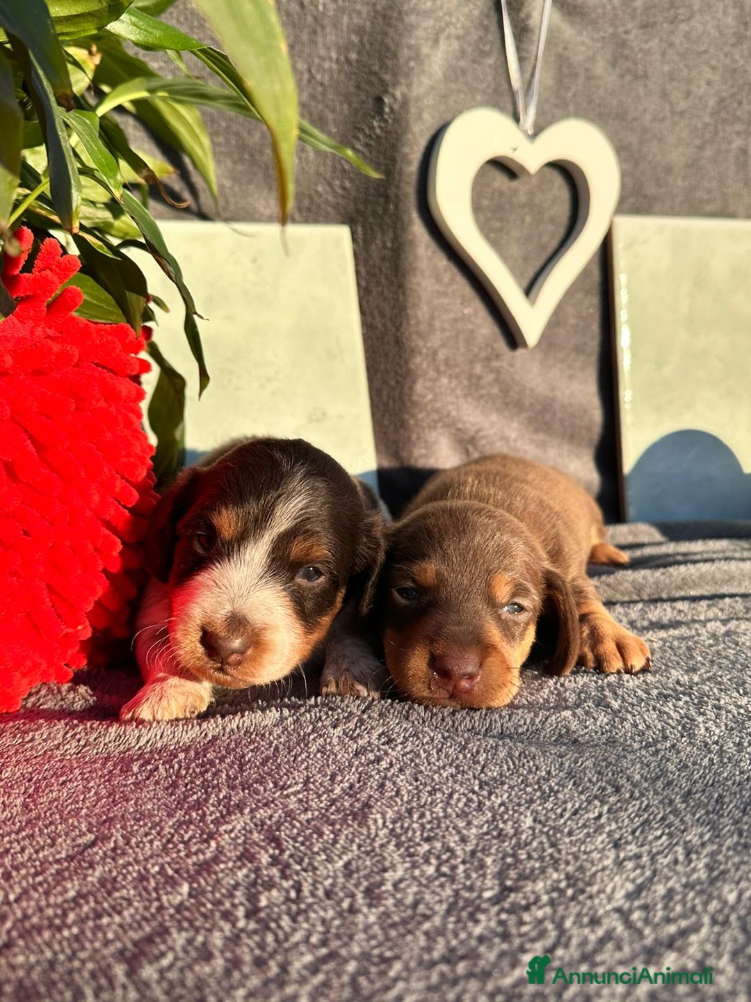 Bassotto cani in vendita: Bassotti  - Annuncio 1