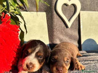 Bassotto cani Bassotti - Annuncio 20