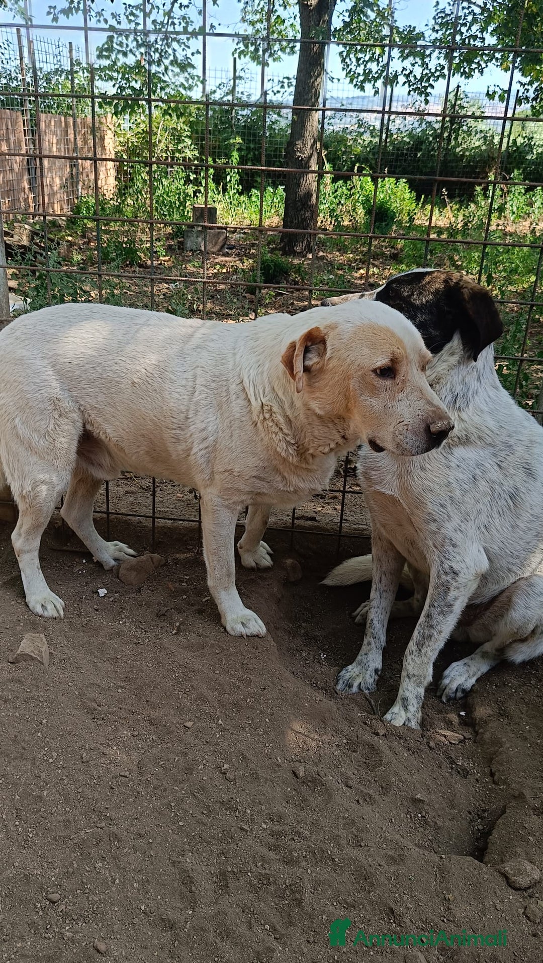 Labrador cani in regalo: OSVALDO  a Provincia di Avellino - Annuncio 8