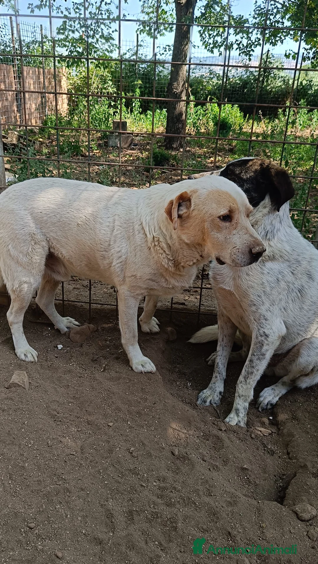 Labrador cani in regalo: OSVALDO  a Provincia di Avellino - Annuncio 8