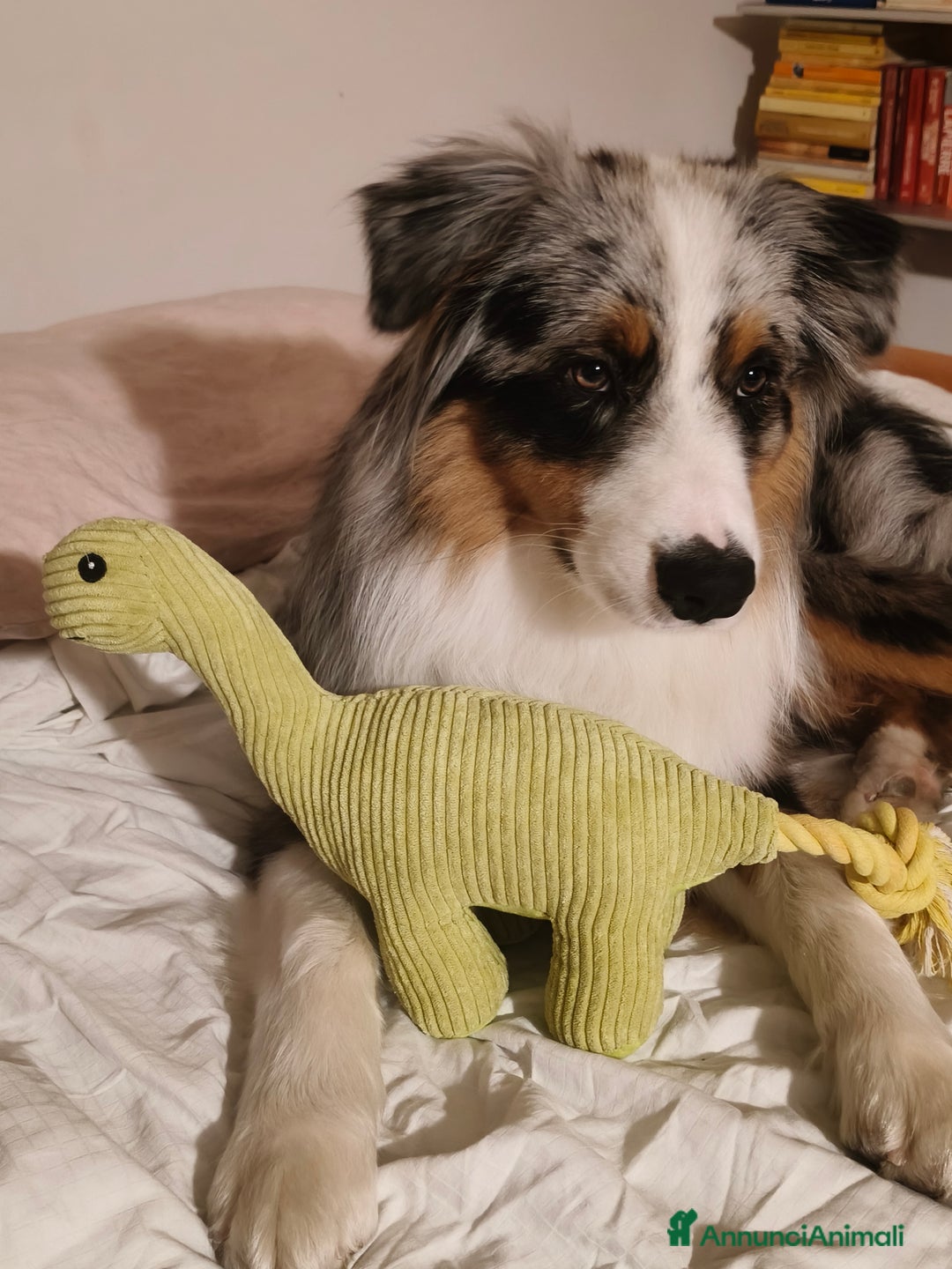 Australian Shepherd cani per accoppiamento: Cane da riproduzione - Annuncio 11