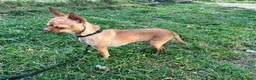 Chihuahua cani in vendita: chihuahua  a Provincia di Brescia - Annuncio 2