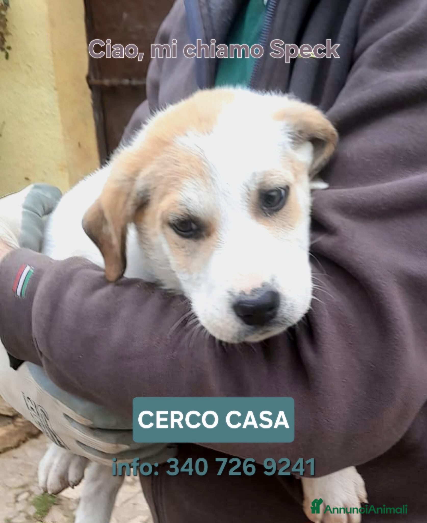 Meticcio cani SPECK 💙 - cucciolo mix pastore cerca una famiglia - Annuncio 28