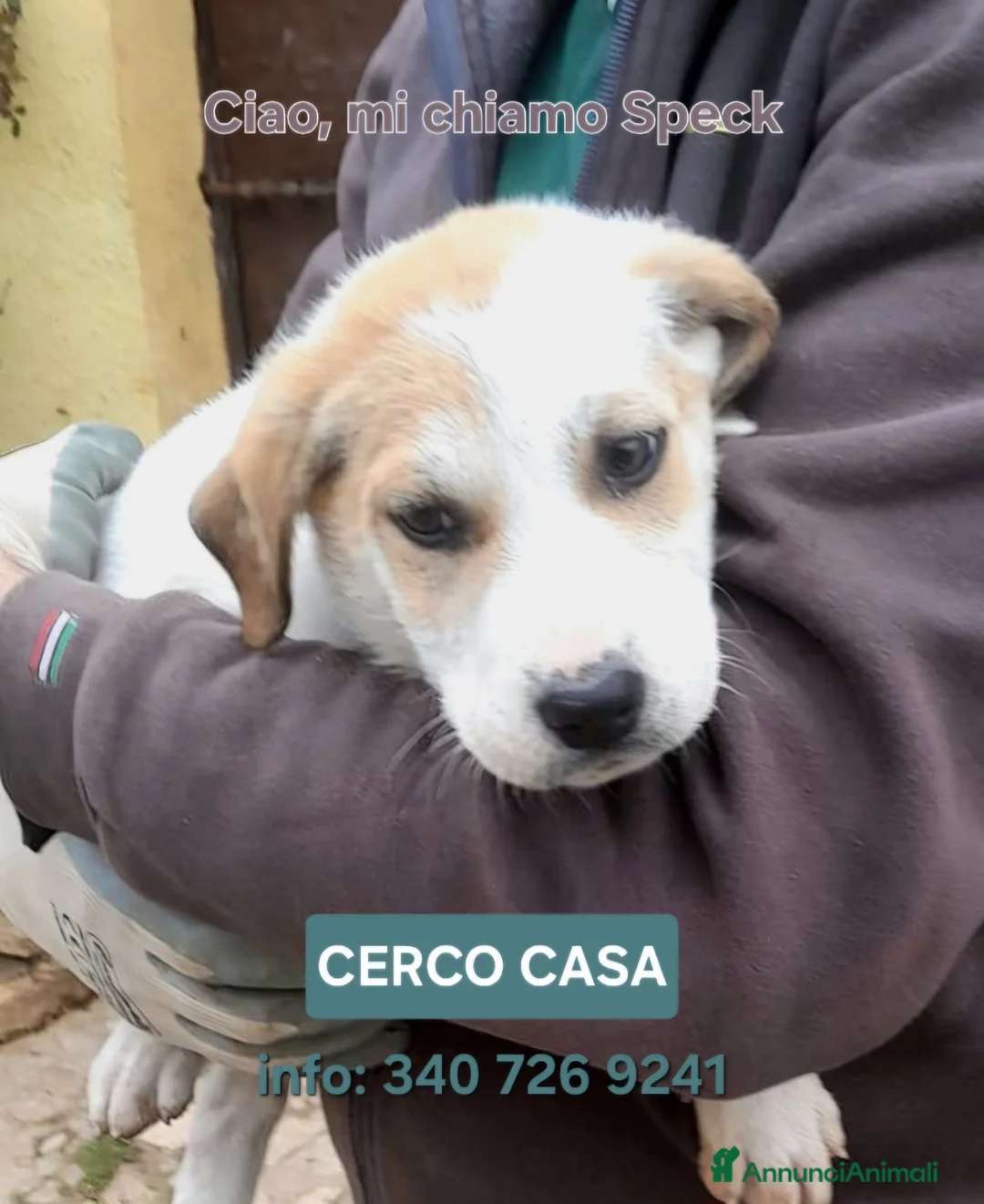 Meticcio cani in regalo: SPECK 💙 - cucciolo mix pastore cerca una famiglia a Provincia di Varese - Annuncio 1