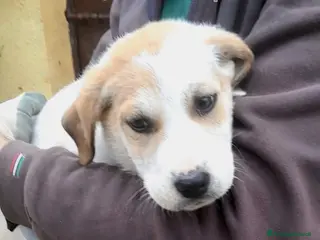 Meticcio cani SPECK 💙 - cucciolo mix pastore cerca una famiglia - Annuncio 28