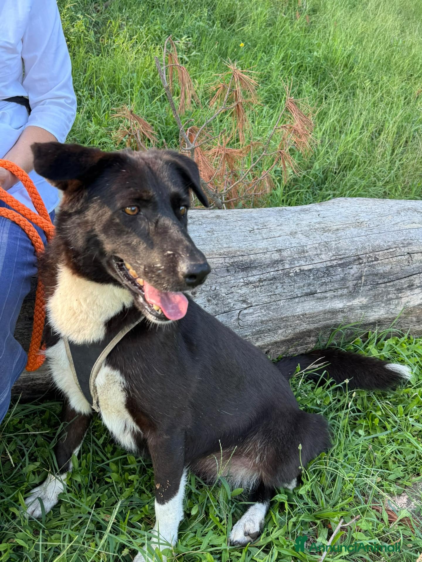 Meticcio cani Windy, splendida ed equilibrata simil labrador - Annuncio 7