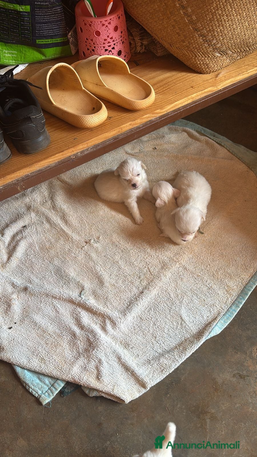 Coton de Tulear cani Coton del Tulear - Annuncio 1