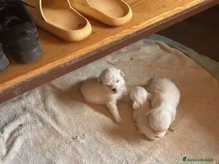 Coton de Tulear cani Coton del Tulear - Annuncio 1