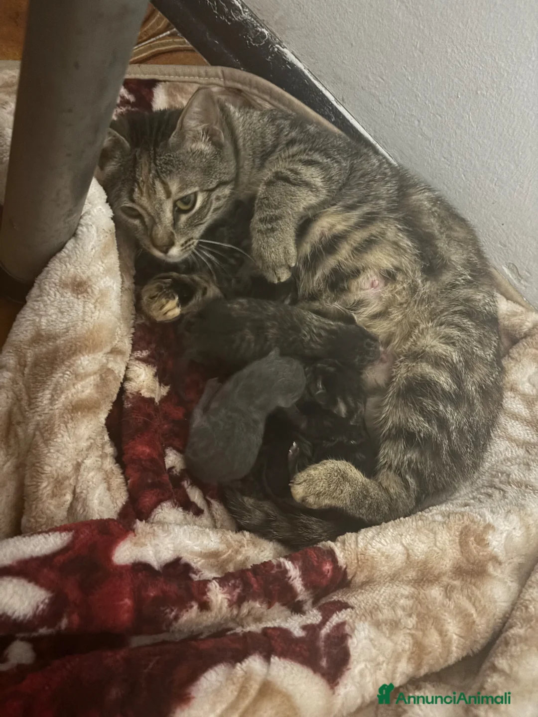 Bengala gatti in vendita: vendo gatti bengala  a Provincia di Ancona - Annuncio 1