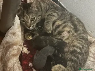 Bengala gatti vendo gatti bengala - Annuncio 2